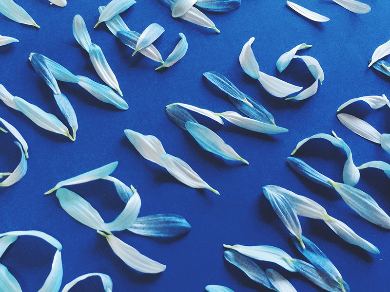 Petal Process for Target by Becca Clason on Dribbble