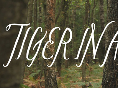 Tiger in a Jar Logotype lettering logo logotype tiger