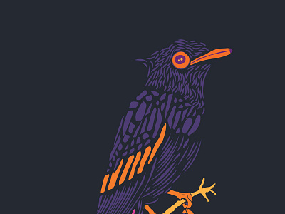 Paradise Flycatcher illustration