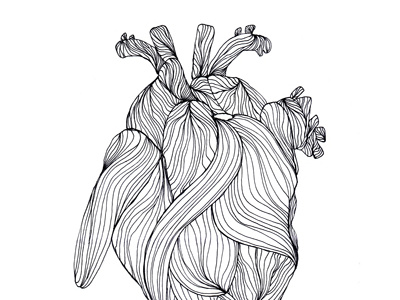 Heart Illustration anatomy drawing heart illustration line work
