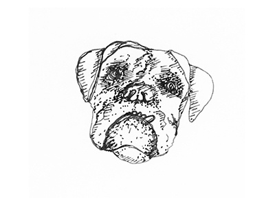 Dog Sketch animal boxer dog hand drawn rescue sketch