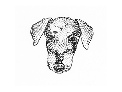 Dog Sketch animal dog hand drawn illustration rescue sketch