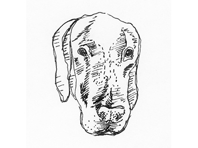 Dog Sketch animal dog great dane hand drawn illustration rescue sketch