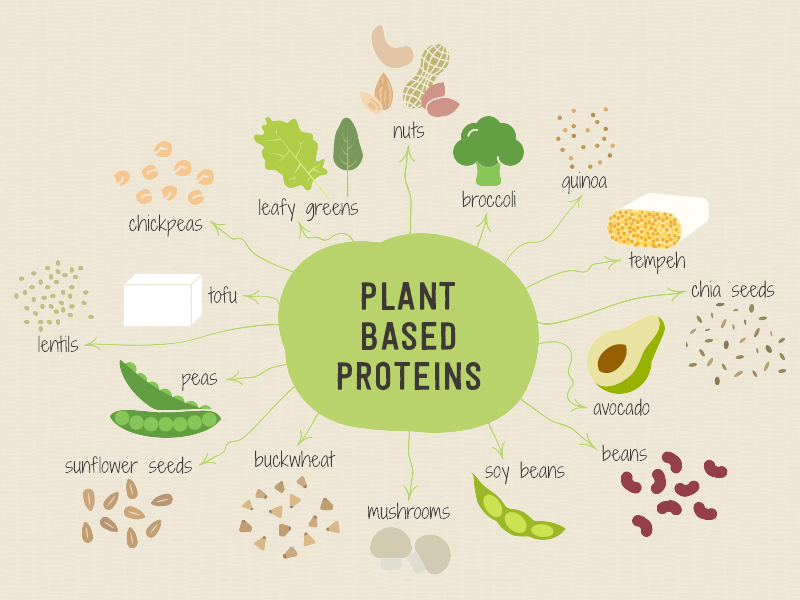 Plant Based Proteins Illustration by Paula Rubman on Dribbble