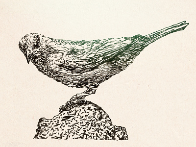 birdie. bird illustration