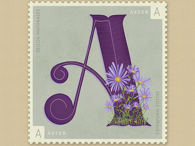 Letter A · Aster · #36daysoftype #SellosNaturales 36 days of type 36 days of type lettering adobe botanical art botanical illustration capital letter capital letters flower flower illustration letter a lettercollective lettering natural procreate sellosnaturales stamp vintage vintage art womenofillustration