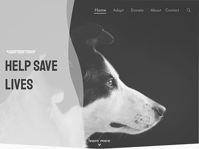 Animal Shelter UI ui web design