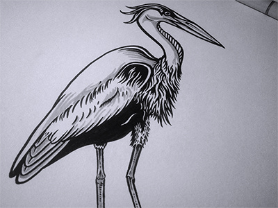 Great Blue Heron bird great blue heron illustration ink marker