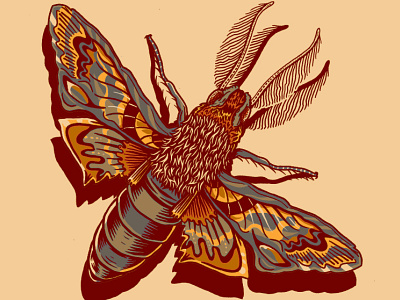 Moth butterfly illustration insect moth wings