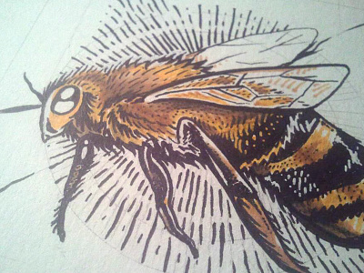 Bee bee illustration