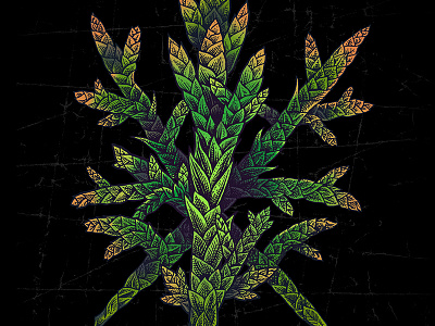 Juniper cones green illustration leaves nature needles plant shoots