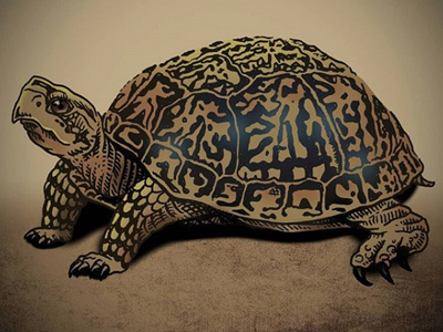 Box Turtle box turtle drawing illustration ink photoshop reptile turtle