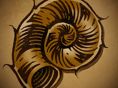 Nautilus drawing illustration ink nautilus photoshop shell