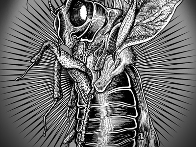 Insect illustration