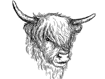 Hairy Coo Scottish Highland cow animal animal art animal illustration animals coo cow design graphic hair hairy hairycoo hand drawn highland illustraion long scotland scottish sketch tablet vector