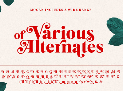 Mogan Font + Extras beautiful bold fonts calligraphy fonts curved elegant fonts font font design font family fonts fonts collection lettering fonts logo fonts luxury fonts modern calligraphy modern fonts script fonts serif fonts stylish fonts typeface typography