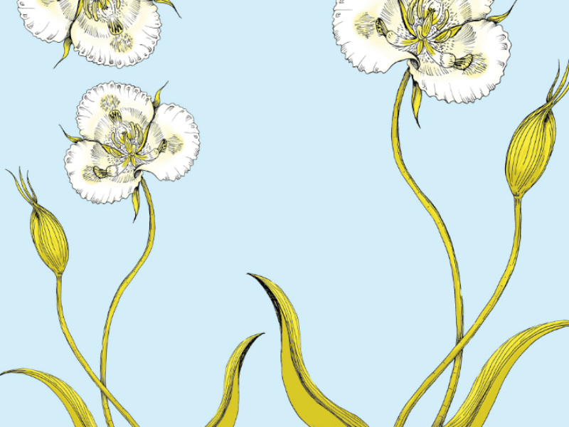A White Orchid wacom fashion design fashion green flower nature pattern design white and blue print design textile design seamless pattern pattern orchid illustration