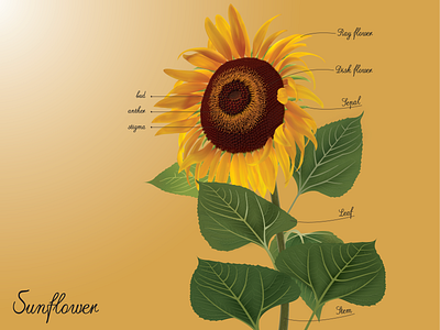 Sunflower illustration adobe illustrator flower illustration sunflower