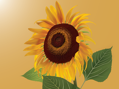 Sunflower illustration adobe illustrator flower illustration sunflower