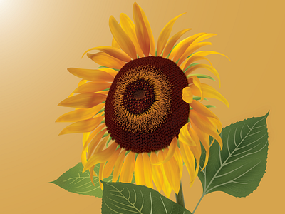 Sunflower illustration