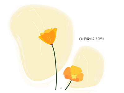 California poppy Illustration