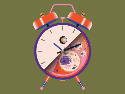 Circadian Rhythms animation cells chemistry clock clockwork gif humanbody illustration time