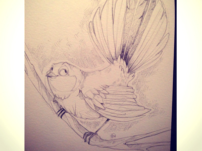 Fantail Dribb bird character design doodle fantail sketch a day
