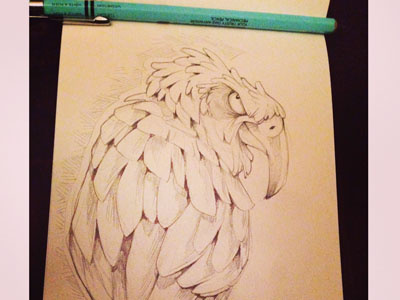 Kea Dribb bird character design doodle kea sketch a day sketch dailies
