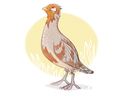 Partridge Dribb bird character design partridge sketch