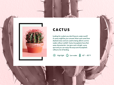 Info Card - Cactus animation app austin designer branding chuckmcquilkin design illustration information design logo signage ui ux