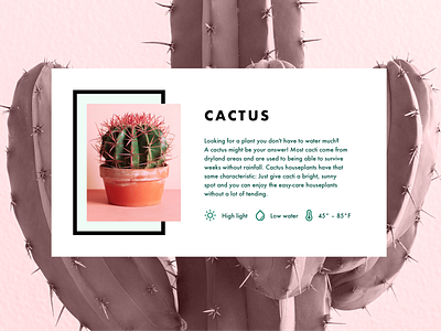 Info Card - Cactus