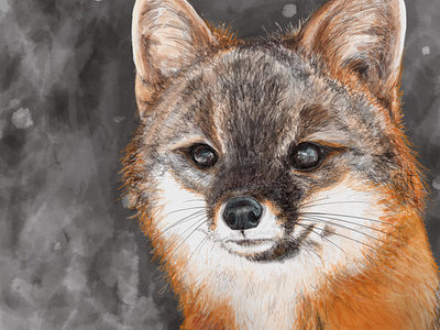 Fox Illustration