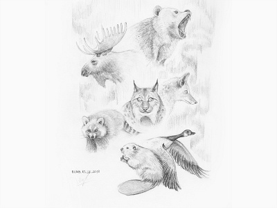 Canadian spirit animal bear canada canadian concept conceptart daisy dream flowers goose handdrawing hibiscus illustration moose oak pencil racoon sky tropical wolf