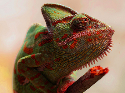 animal animal photography chameleon 62289