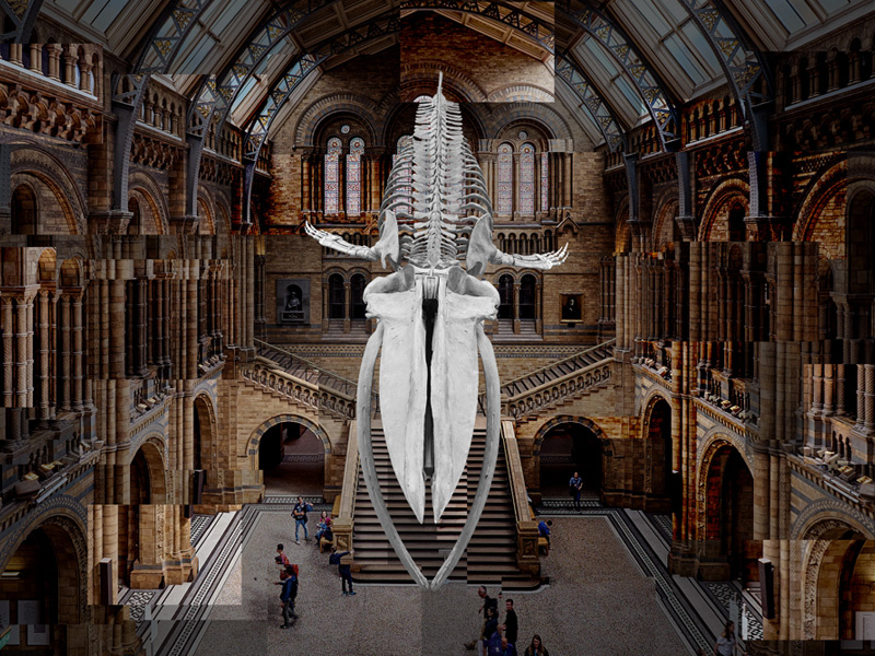The blue whale in Hintze Hall 3d website hintze hall whale natural history museum