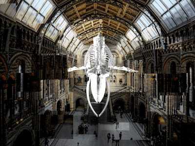 Original blue whale concept 3d website hintze hall blue whale concept
