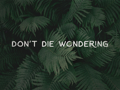 Don't Die Wondering lettering nature quotes type typography