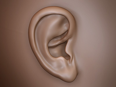 Ear 3d bust ear head sculpt zbrush