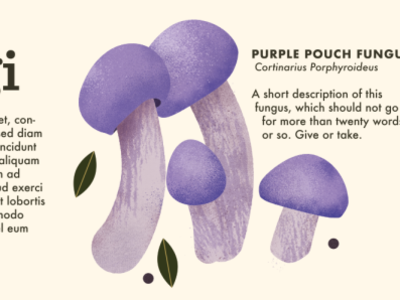 Purple pouch fungus