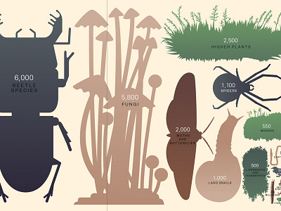 Endemic New Zealand species illustration infographics
