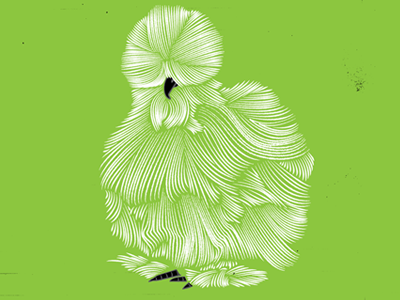 Silkie hen chicken chickens chook desktop hen hund illustration silkie