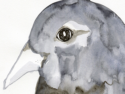 Pigeon digital hand drawn illustration painted