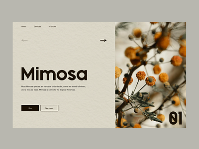 Mimosa design desktop illustration ui userexperience userinterface ux website websitedesign