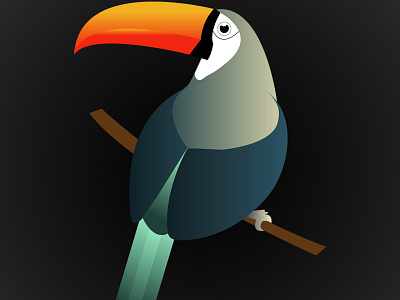 Toucan Bird illustration toucan toucan bird vector