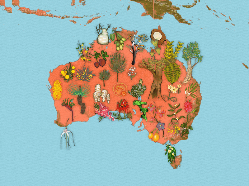 Story Maps - The Flora and Fauna Animation aboriginal after effects animal animation art australia dream time fauna flora floral flower indigenous kangaroo knowledge koala mythology nature