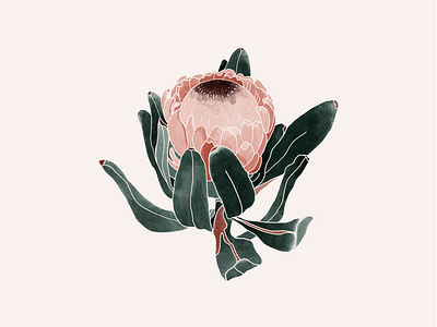 Protea botanic botanical art botanical illustration design digital digital art digital illustration floral flower illustration nature nature illustration print