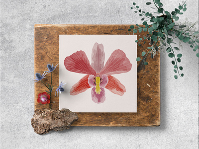 Orchid botanic botanical art botanical illustration design digital digital art digital illustration floral flower illustration nature nature illustration print