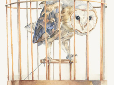 Ecclesiastes bird cage illustration owl painting time watch watercolor