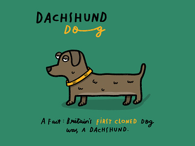 Dachshund Dog animal dog doodle iamillustration illustration procreate