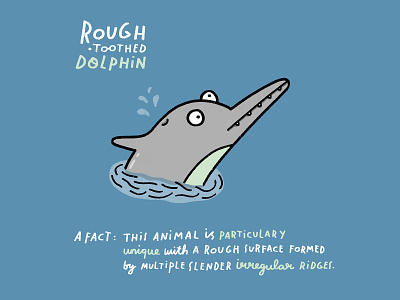 Rough Toothed Dolphin animal dolphin doodle iamillustration illustration